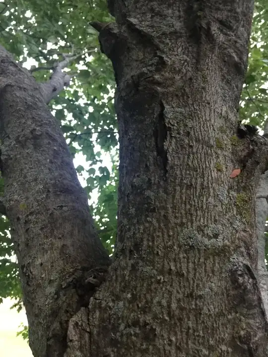 Brown/Yellow Leaves