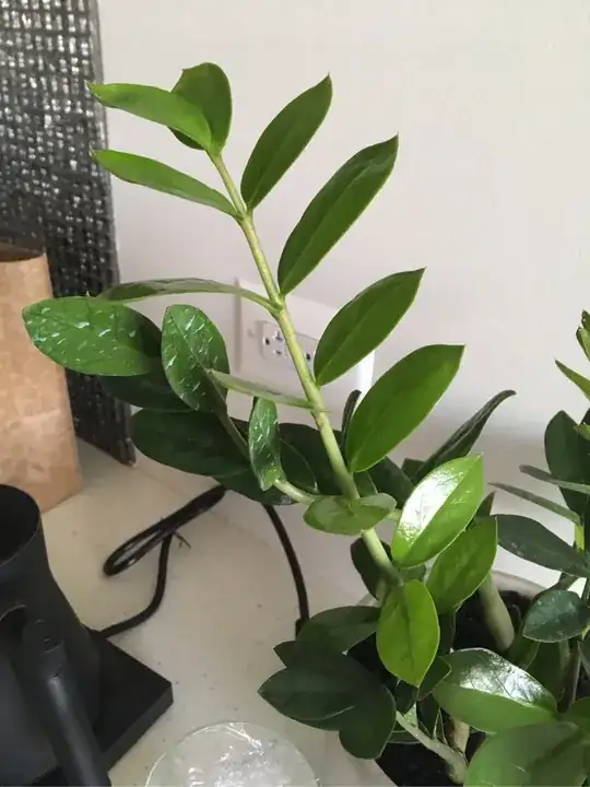 plant
