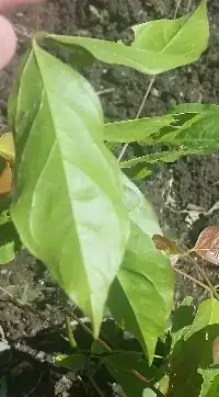 Weeping Willow with fungal infestation