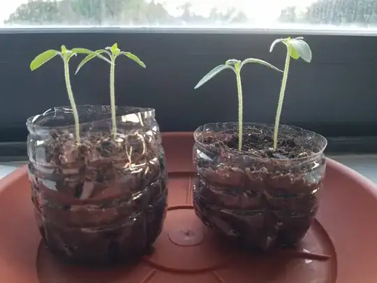 Whole plant