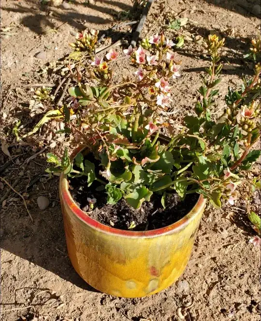 whole plant
