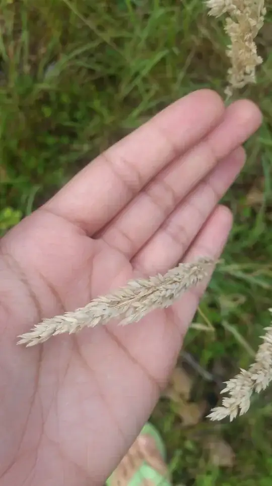 close up of the seeds