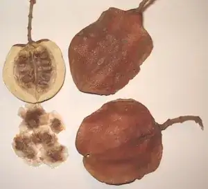 Jacaranda