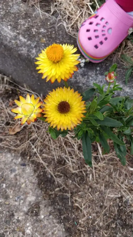 Yellow Flower