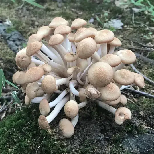 Mystery shrooms