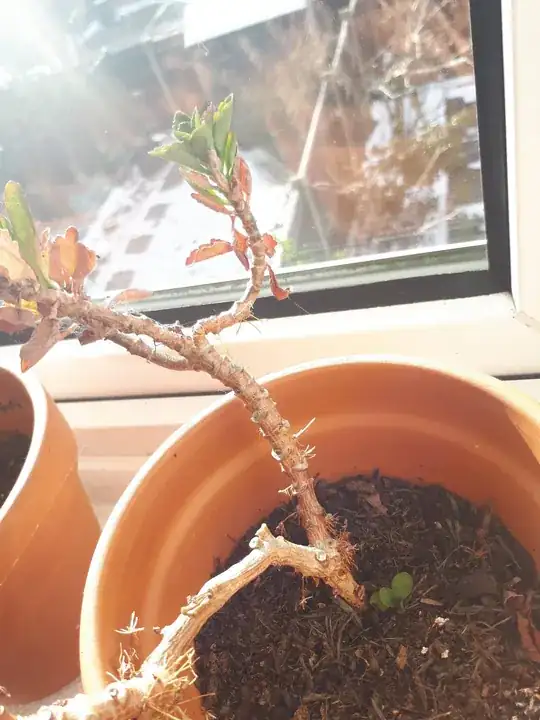small plant growth
