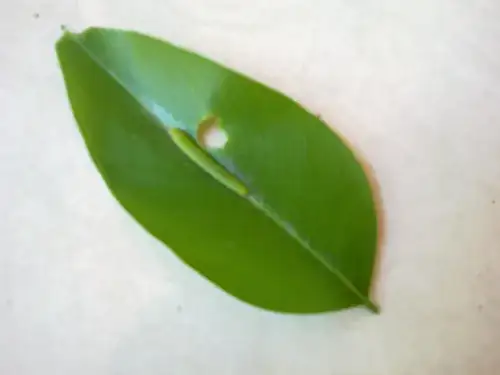 Stalk detail