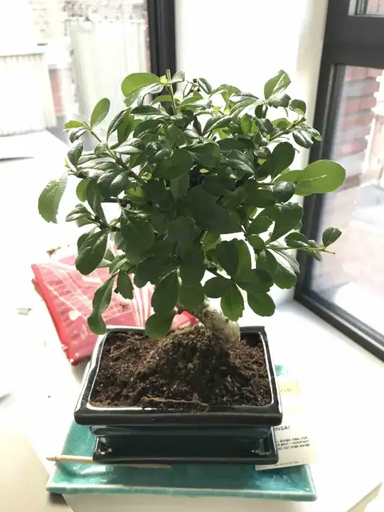 Overview of the bonsai