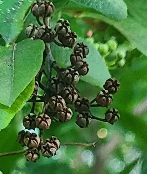 berries
