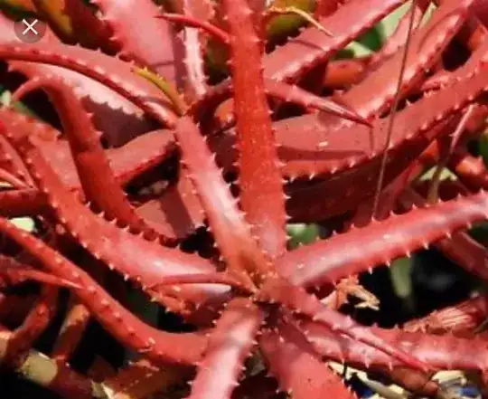 Red skin