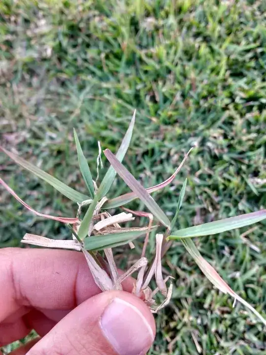 Red Grass Blades