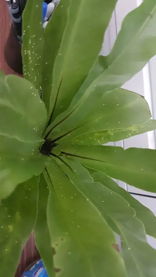 Bugs on Fern Leaves