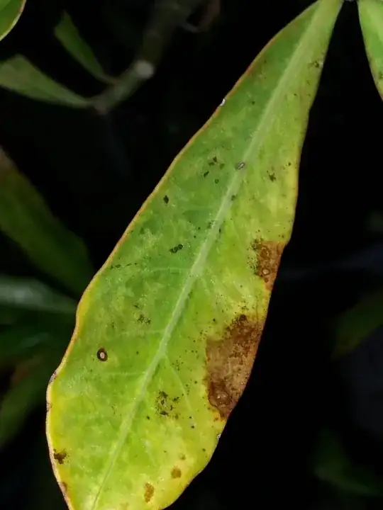 The plant