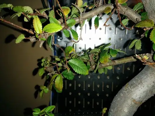 Detail of the least healthy end