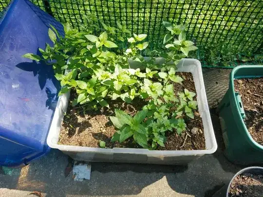 Mint 2