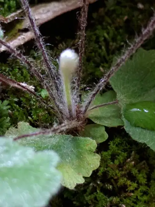 baby fern