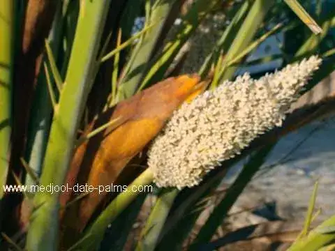male date palm flower