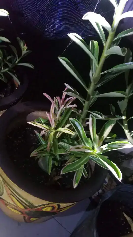 Here is a picture of the pink leaves.e