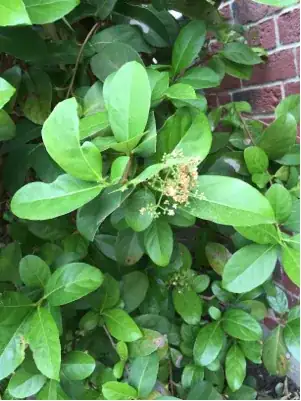 starting to flower