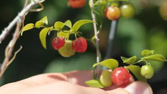 Mystery Berry Closer