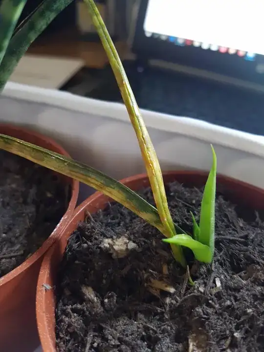 Sansevieria