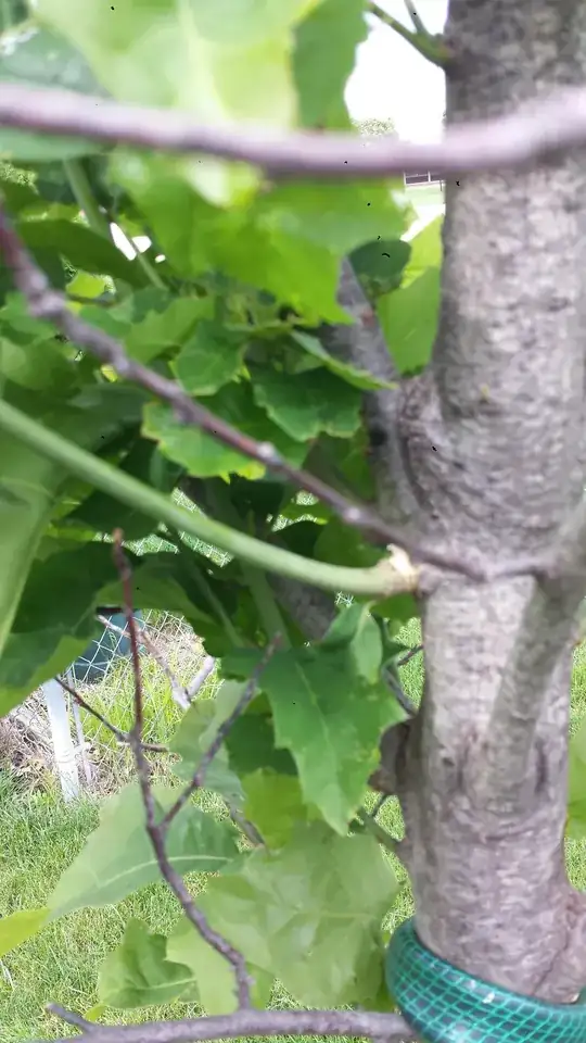 Closeup on new branch