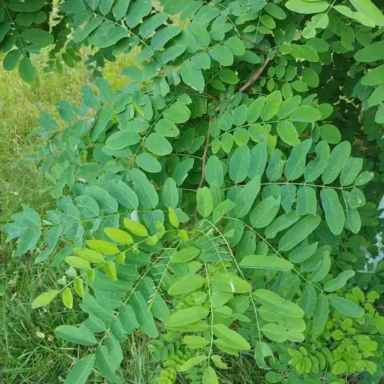 photo of the tree's foliage