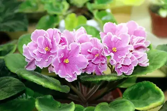 Plant