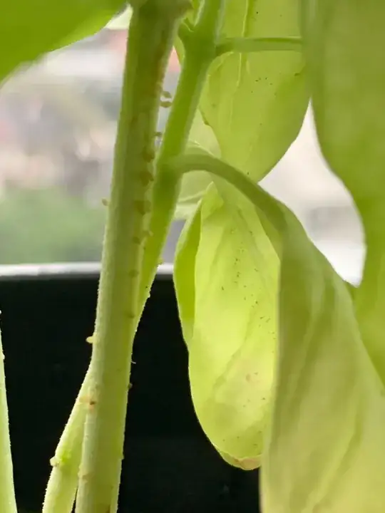 Close Up