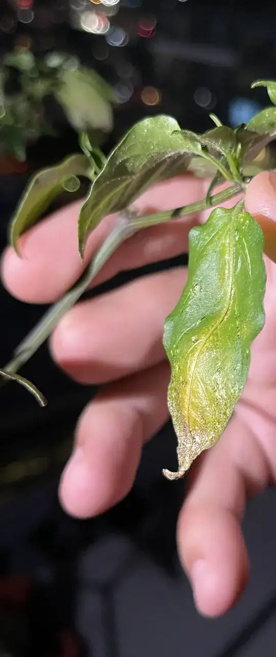 Pepper leaves with yellow discolouration
