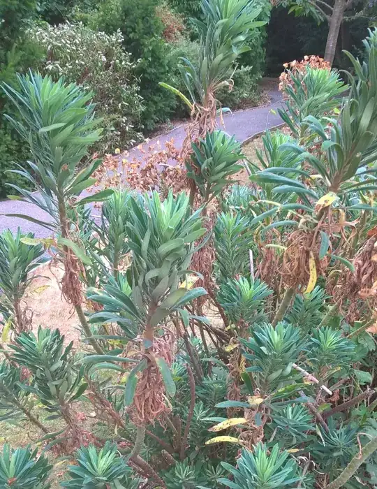 Healthy leaves