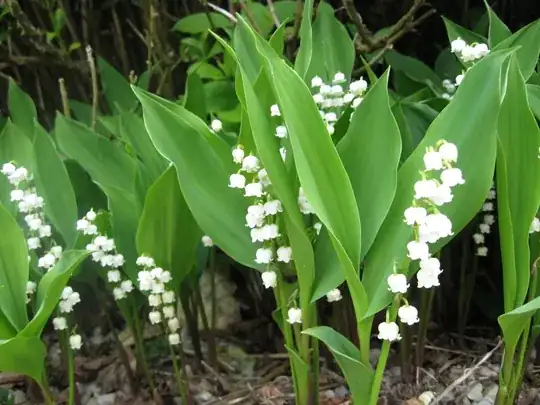lily of the valley