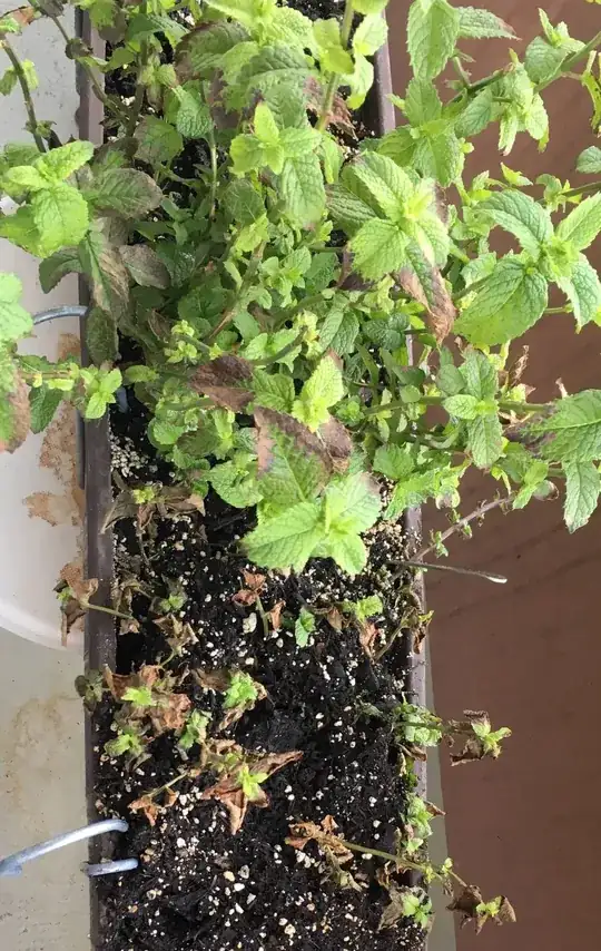 Dying mint
