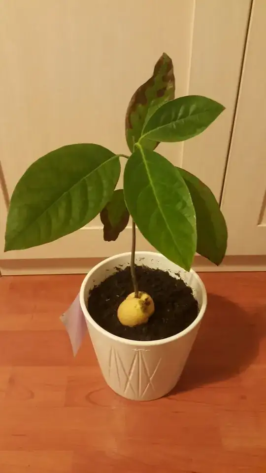 the plant
