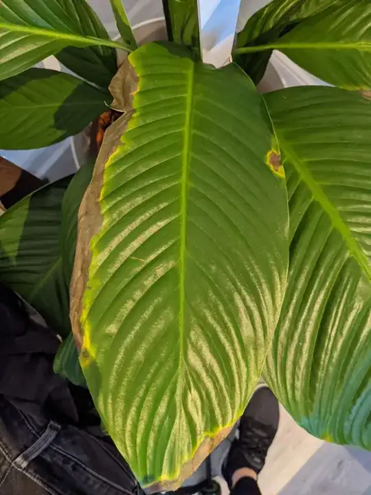 Leaves with brown edges