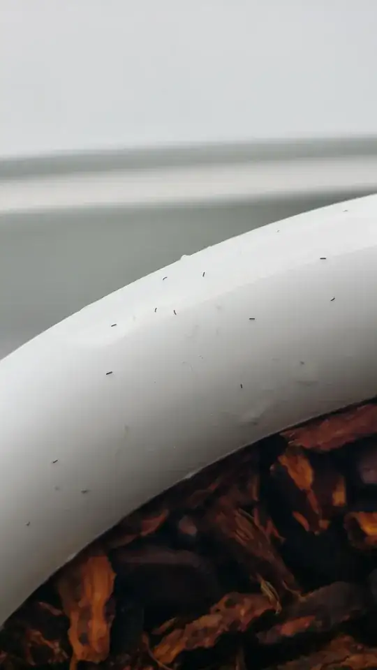 Bugs