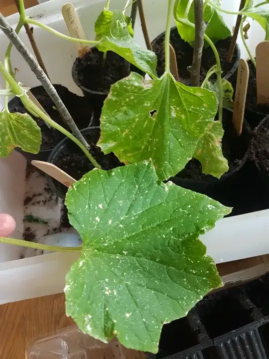 white spots