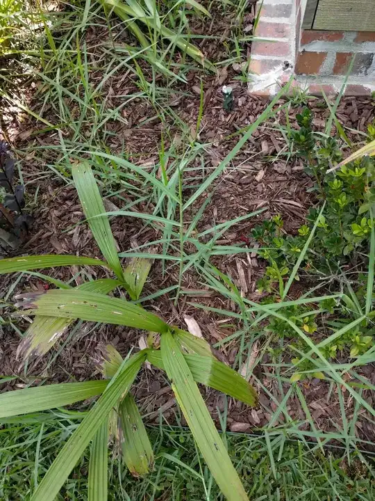 weed in flowerbed