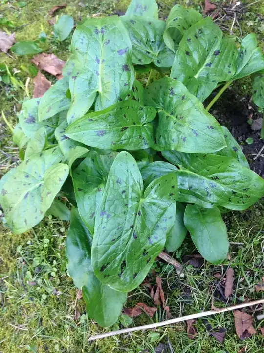 Whole plant