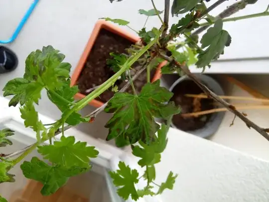 Black spots on goosberry leaves