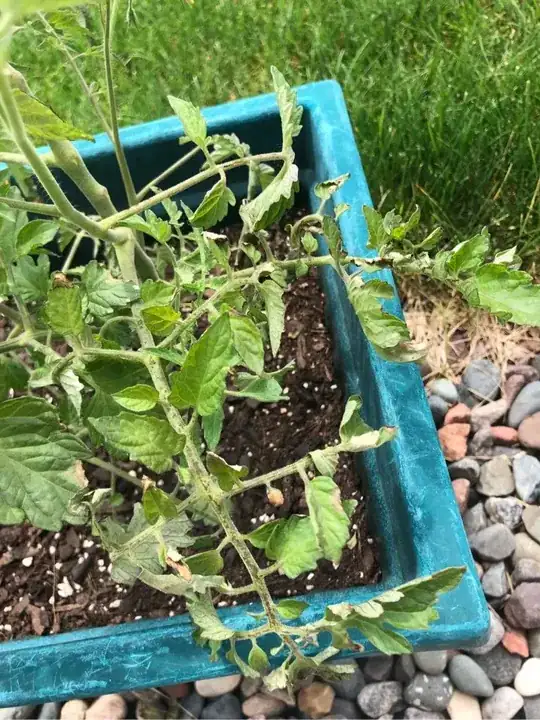 Tomato Plant