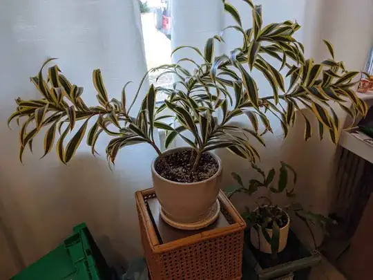 plant