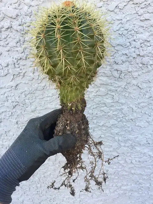 Cactus transplant