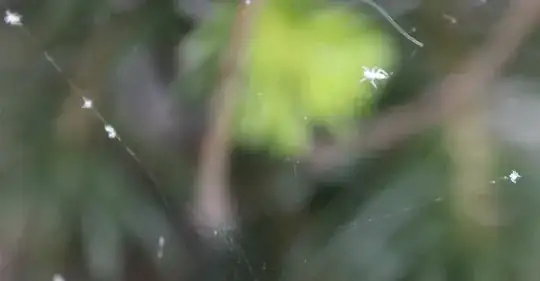 Bugs on web
