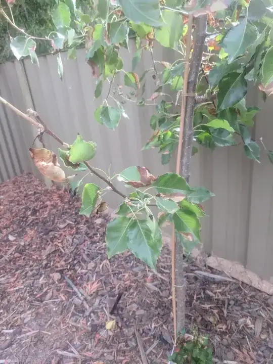 Manchurian pear