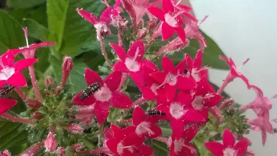 crawling black bug on the flowers