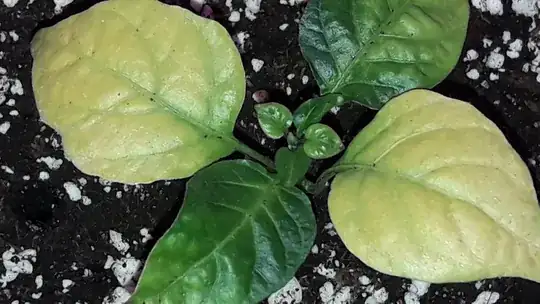after 15 days