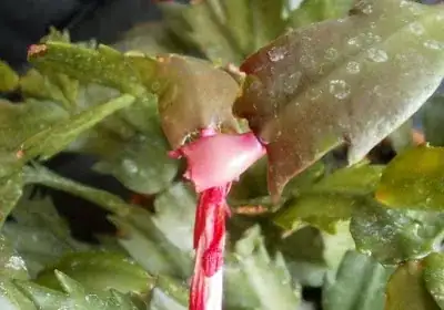 Schlumbergera fruit