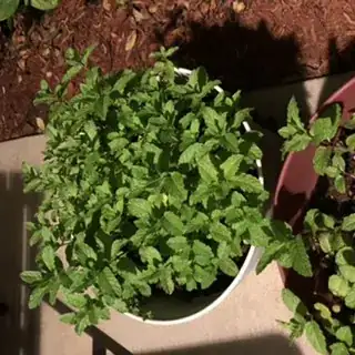 a year later