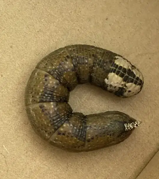 The Catepillar